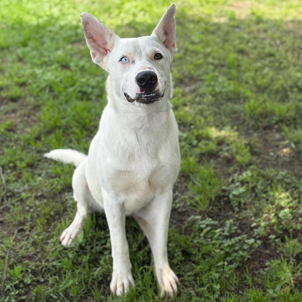 Enlarge Asher 26-04-084, a Adoptable mixed breed in Bastrop, TX image 3/6