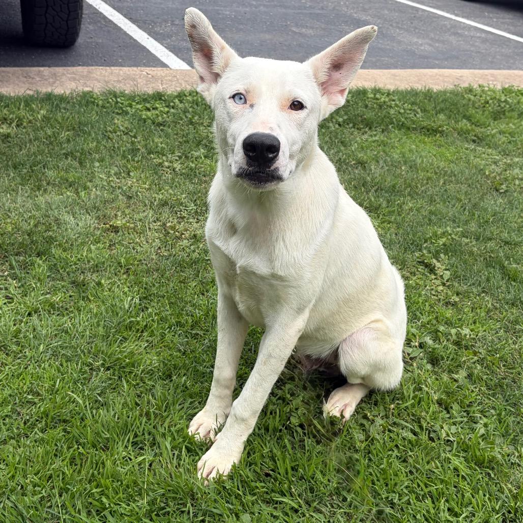 Enlarge Asher 26-04-084, a Adoptable mixed breed in Bastrop, TX image 4/6
