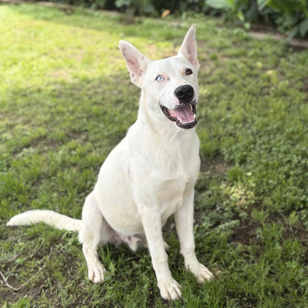 Enlarge Asher 26-04-084, a Adoptable mixed breed in Bastrop, TX image 6/6