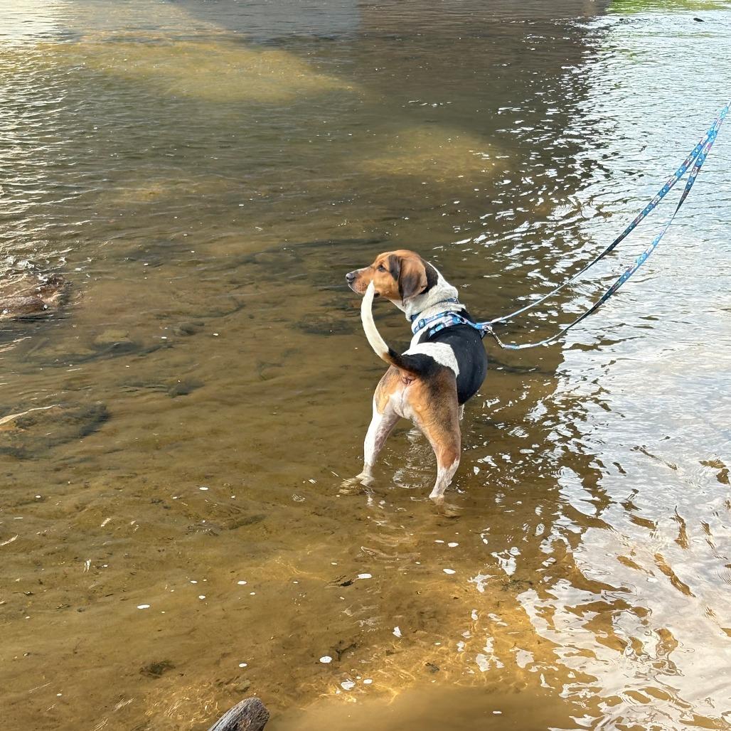 Enlarge Bandito, a Adoptable Mixed Breed in Fredericksburg, VA image 1/6