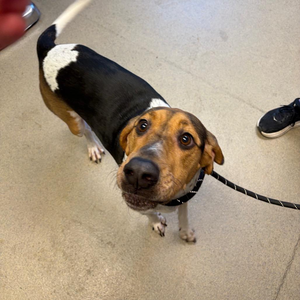 Enlarge Bandito, a Adoptable Mixed Breed in Fredericksburg, VA image 2/6