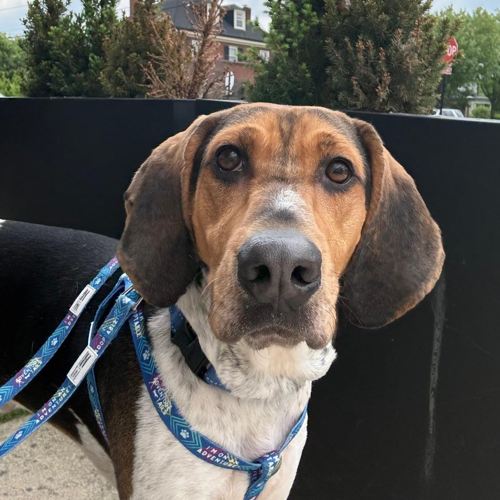 Enlarge Bandito, a Adoptable Mixed Breed in Fredericksburg, VA image 3/6