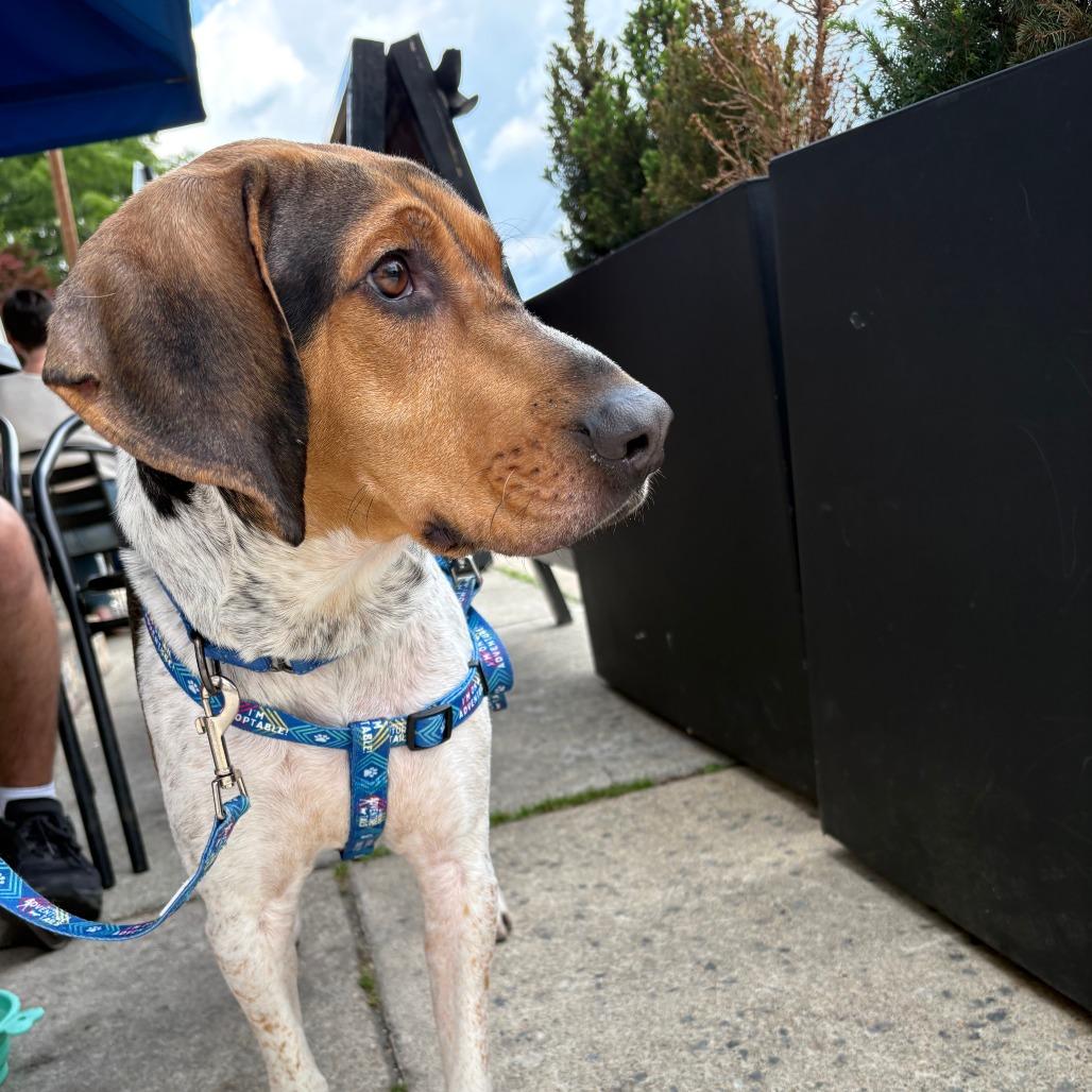 Enlarge Bandito, a Adoptable Mixed Breed in Fredericksburg, VA image 4/6