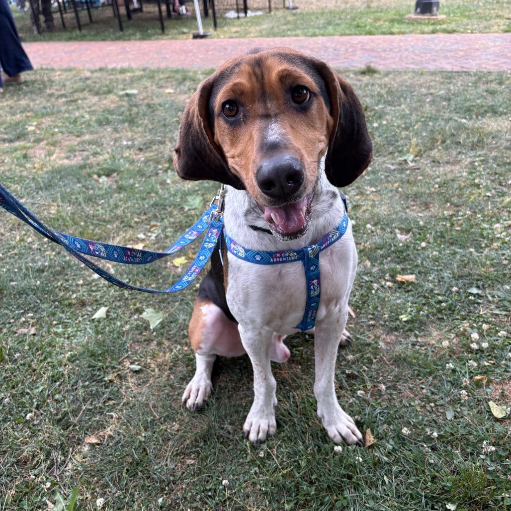 Enlarge Bandito, a Adoptable Mixed Breed in Fredericksburg, VA image 5/6