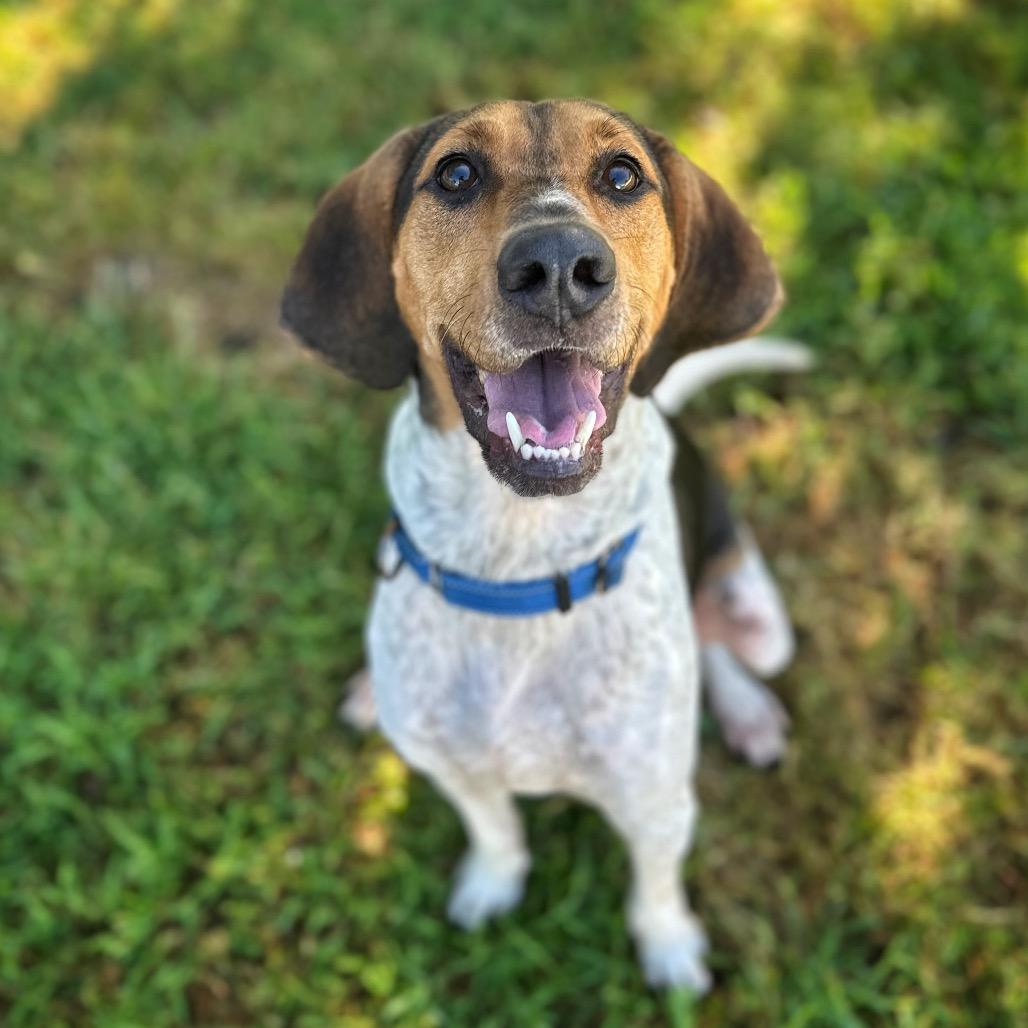 Enlarge Bandito, a Adoptable Mixed Breed in Fredericksburg, VA image 6/6