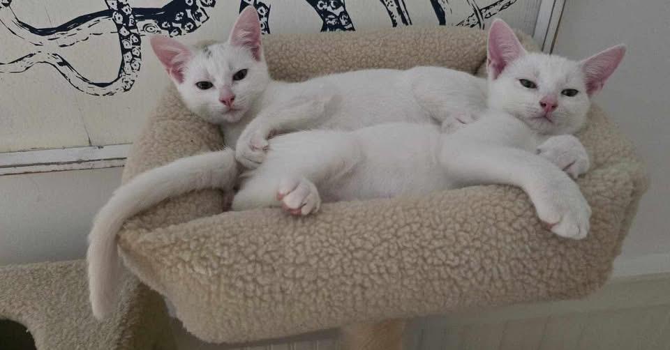Enlarge Mo, a Adoptable Domestic Short Hair in Zephyr, ON image 2/2