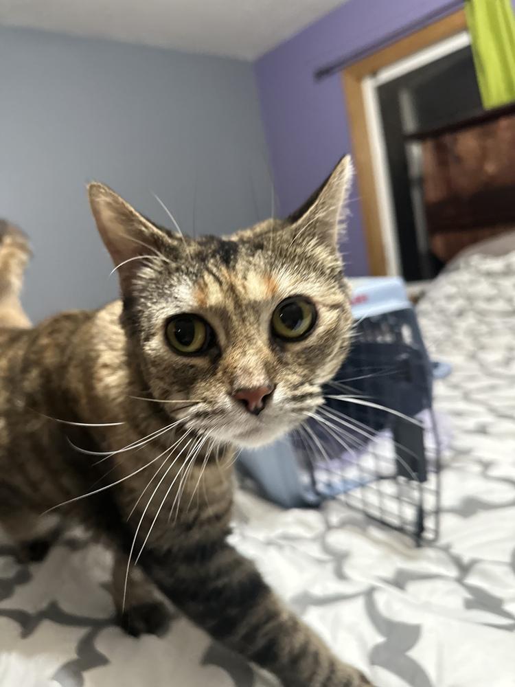 Enlarge Suzie, a Adoptable Domestic Short Hair in Albany, WI image 2/3