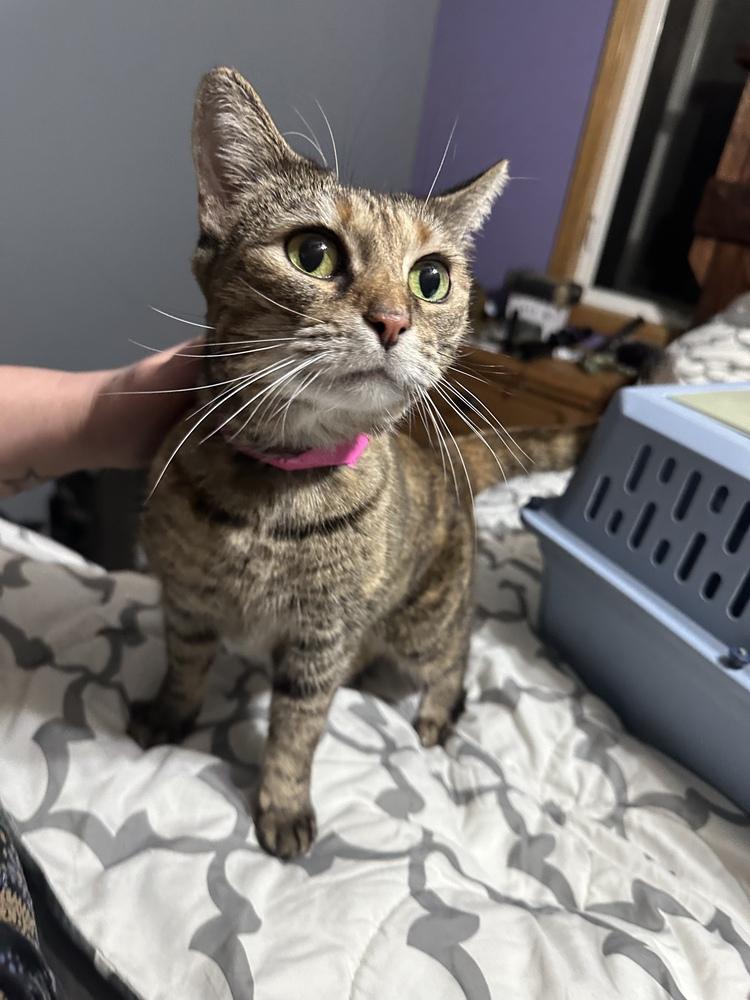 Enlarge Suzie, a Adoptable Domestic Short Hair in Albany, WI image 3/3