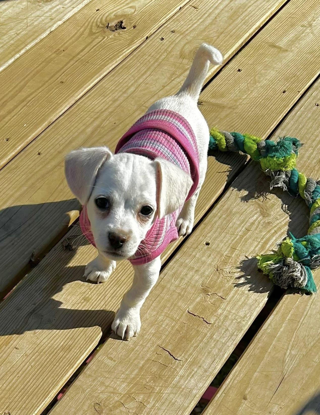 Enlarge Precious, an adopted mixed breed in Columbia, MO image 5/5