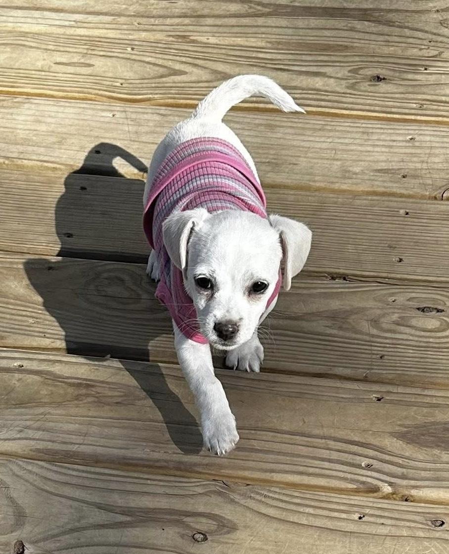 Enlarge Precious, an adopted mixed breed in Columbia, MO image 3/5