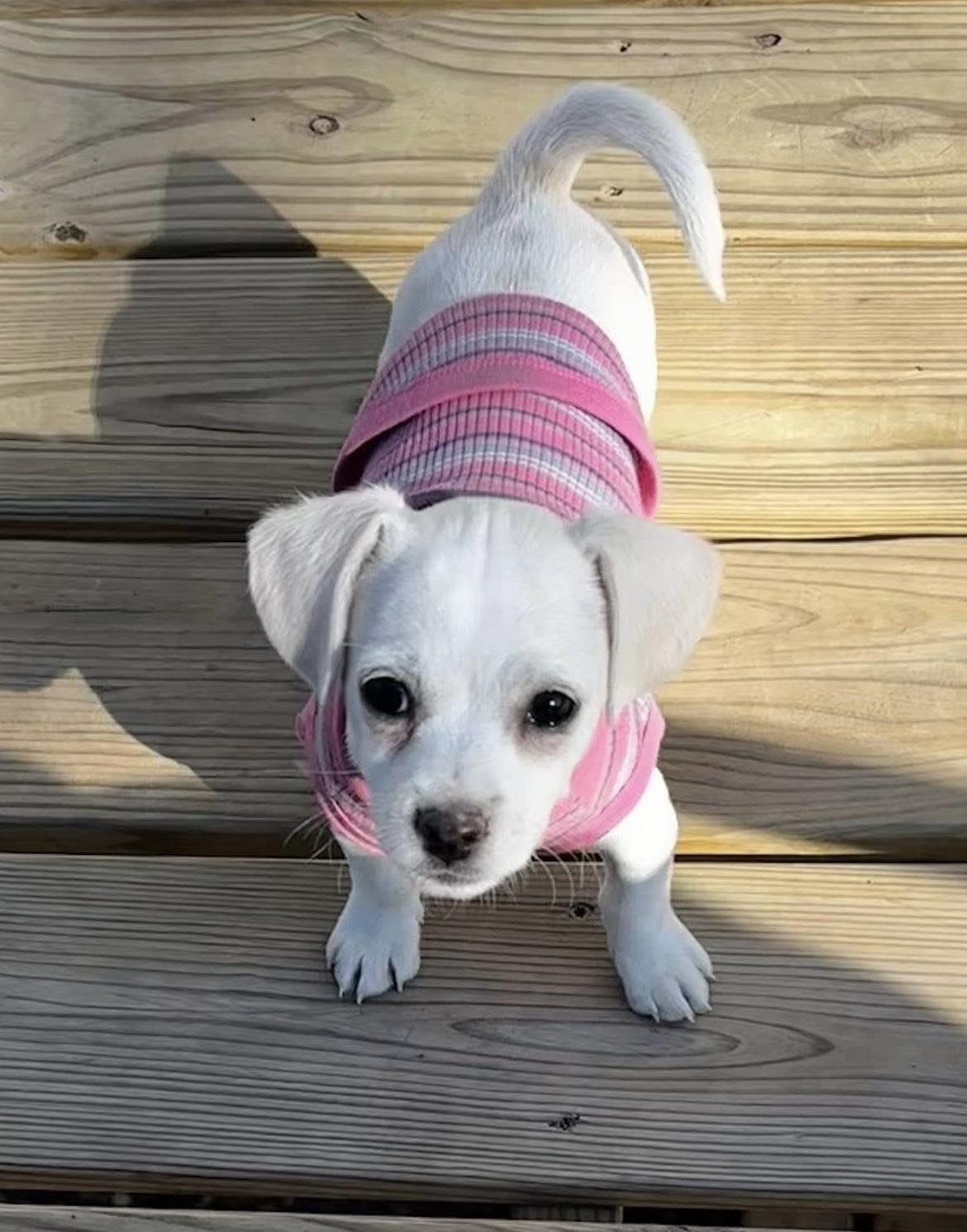 Enlarge Precious, an adopted mixed breed in Columbia, MO image 1/5