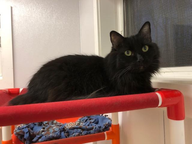 Enlarge Nick, an adopted Domestic Long Hair in Ipswich, MA image 1/4