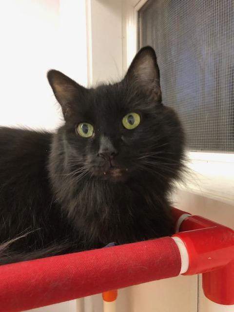 Enlarge Nick, an adopted Domestic Long Hair in Ipswich, MA image 2/4