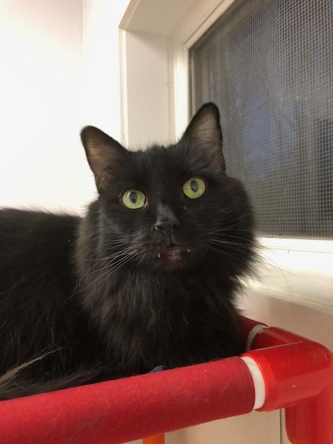 Enlarge Nick, an adopted Domestic Long Hair in Ipswich, MA image 4/4