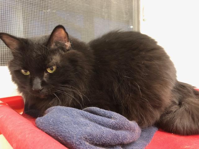 Enlarge Nick, an adopted Domestic Long Hair in Ipswich, MA image 3/4