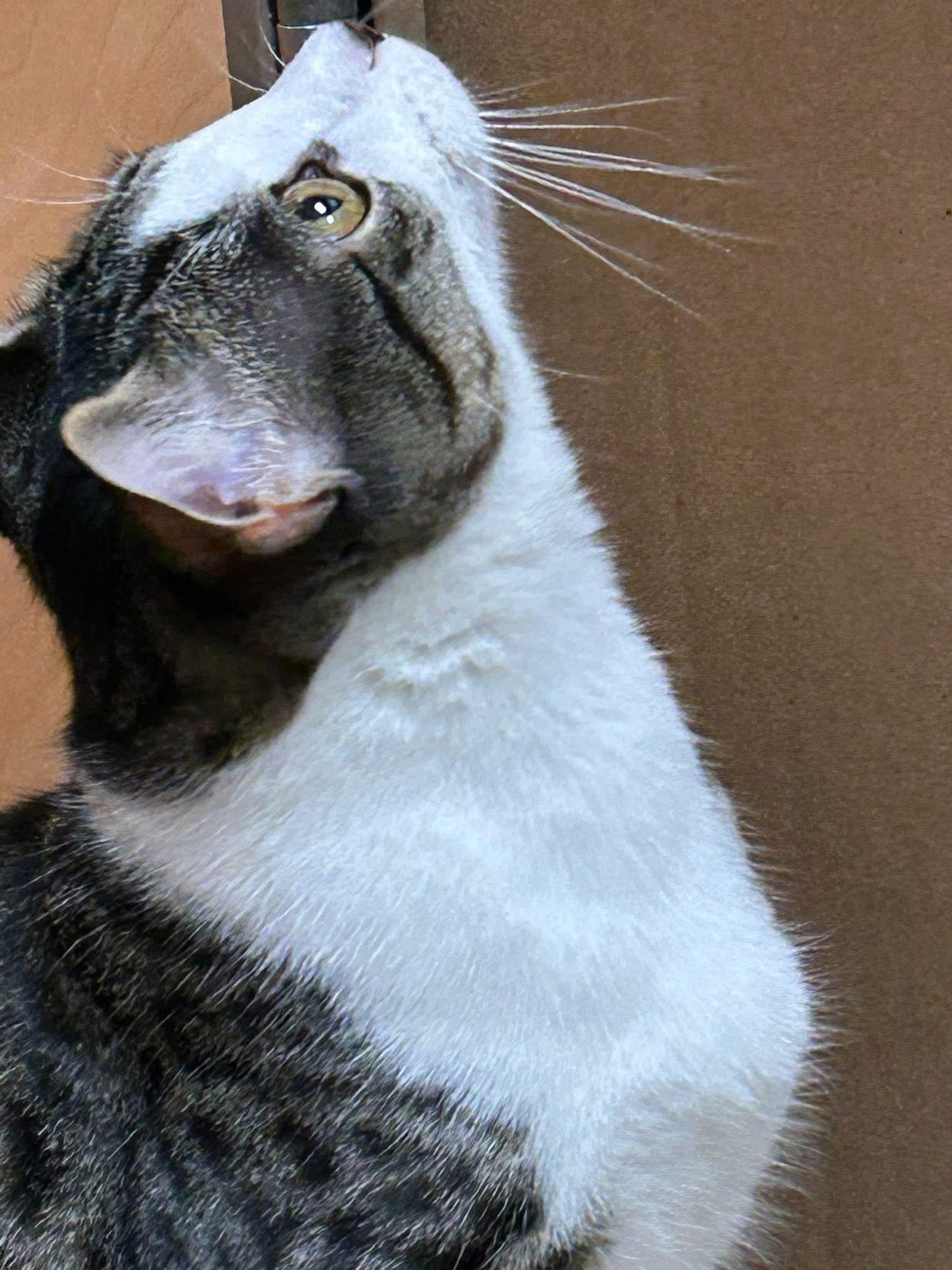 Helly R, a Adoptable Domestic Short Hair in Jackson, GA image 2/4