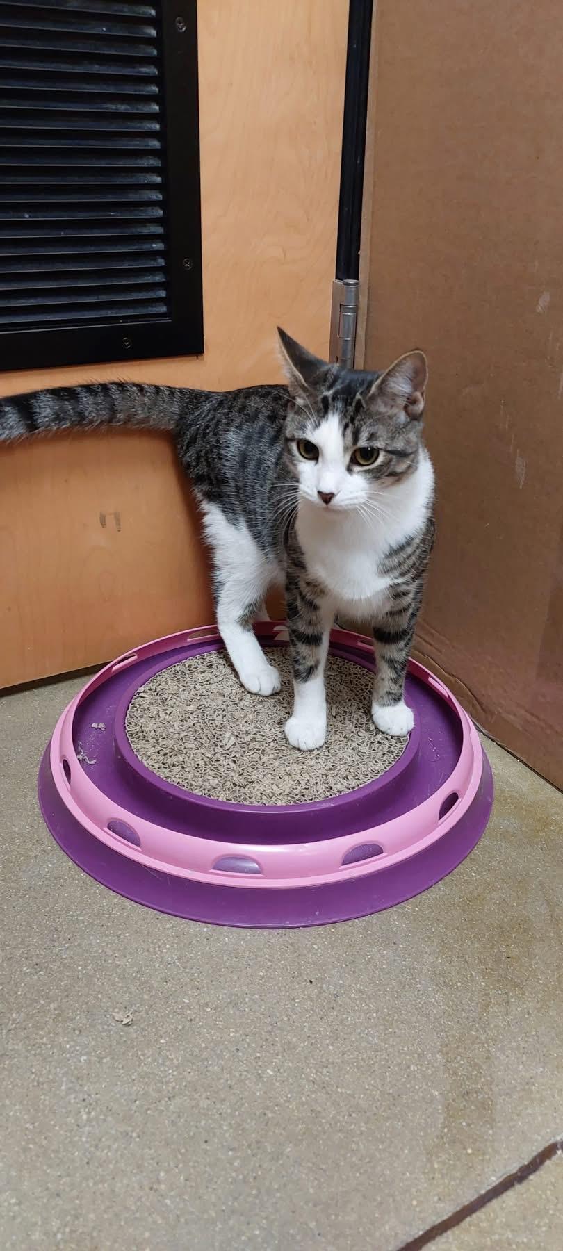 Helly R, a Adoptable Domestic Short Hair in Jackson, GA image 3/4