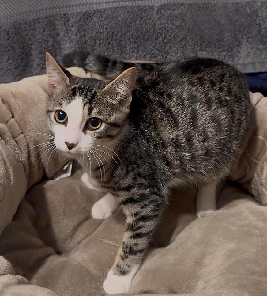 Helly R, a Adoptable Domestic Short Hair in Jackson, GA image 4/4