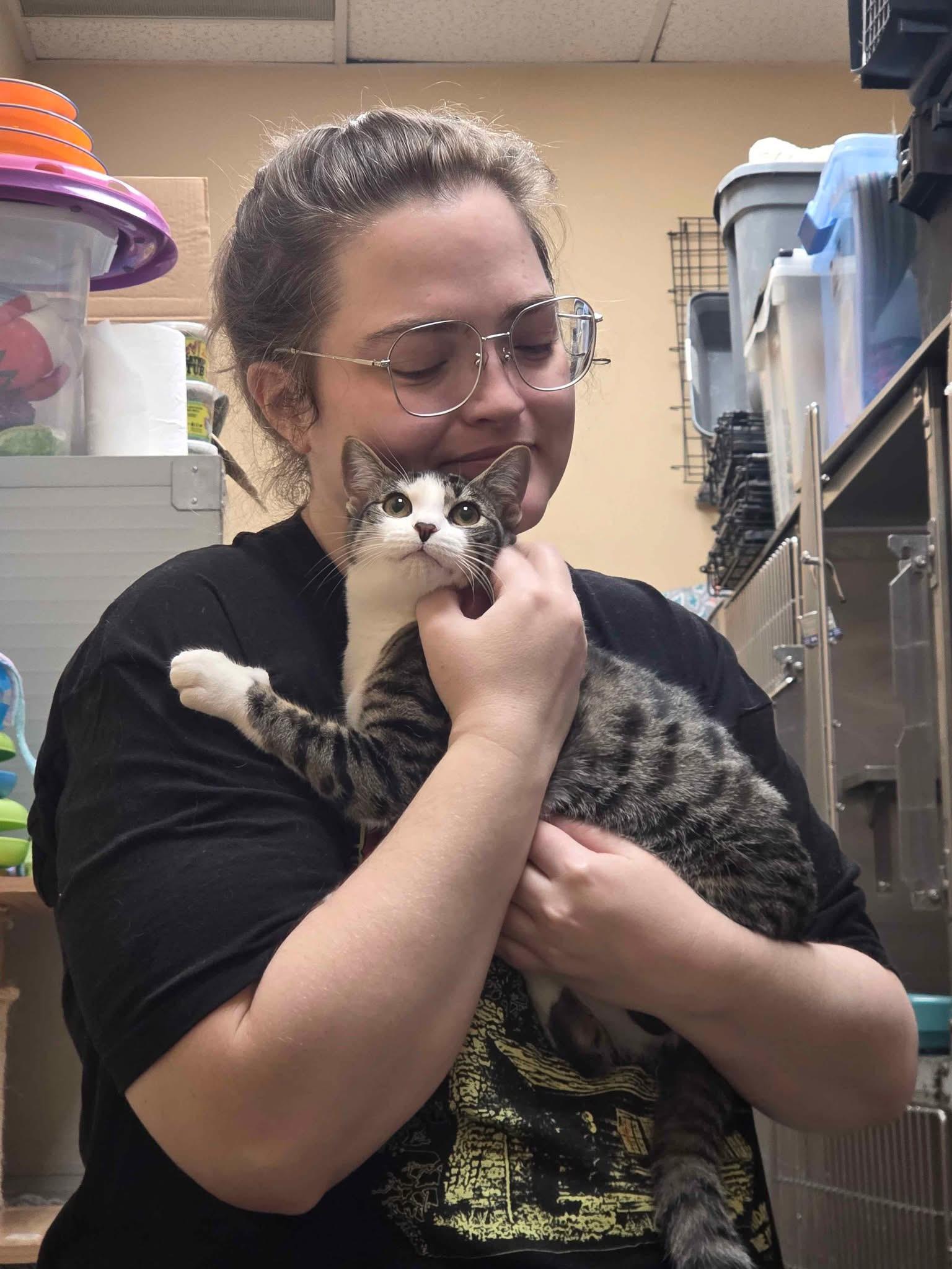 Helly R, Adoptable, Kitten Female Domestic Short Hair.