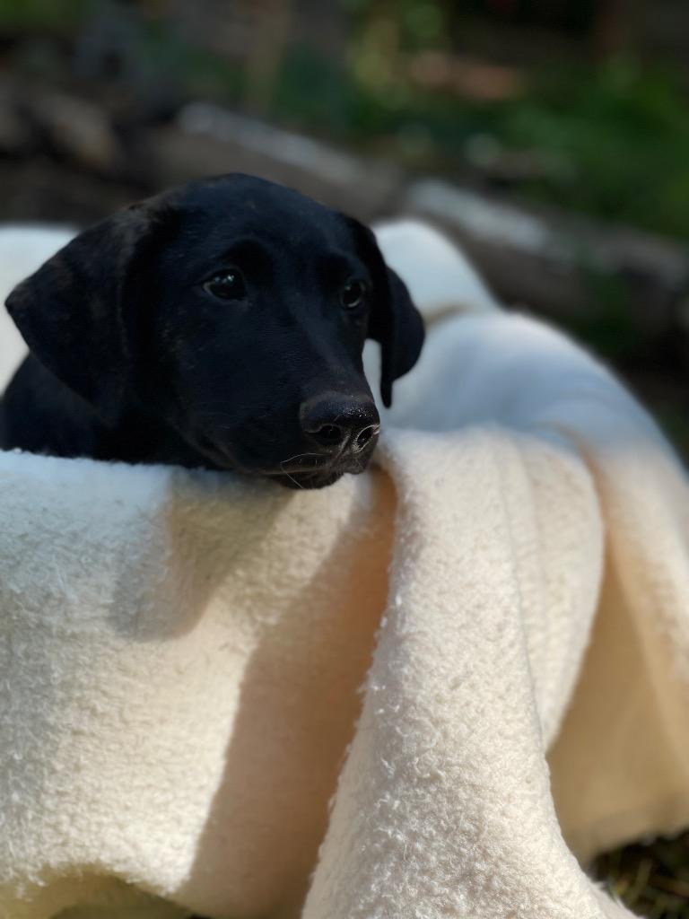 Enlarge Sargeant, a Adoptable mixed breed in Gilmer, TX image 1/6