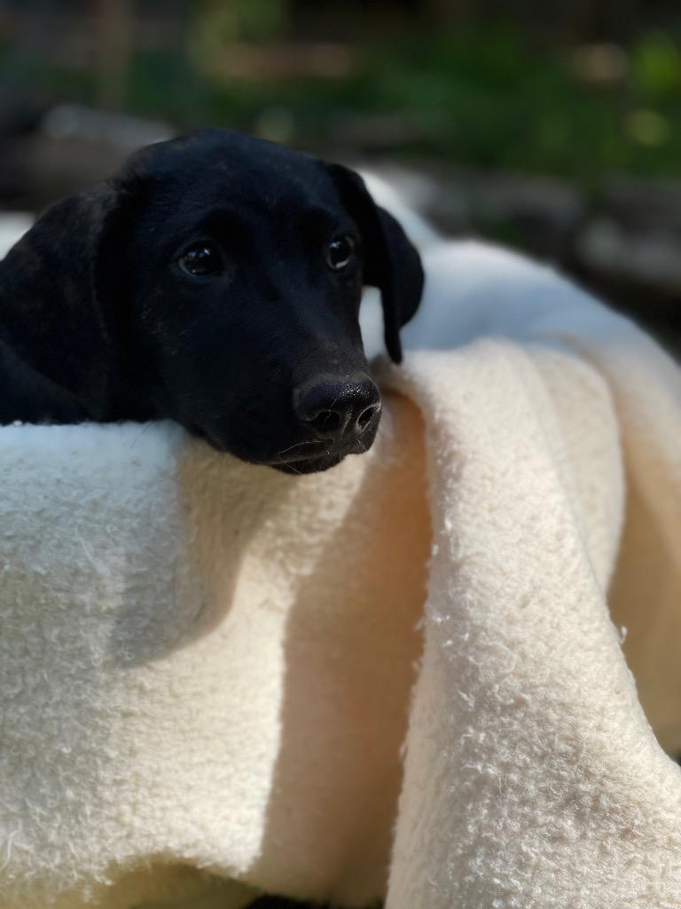 Enlarge Sargeant, a Adoptable mixed breed in Gilmer, TX image 2/6