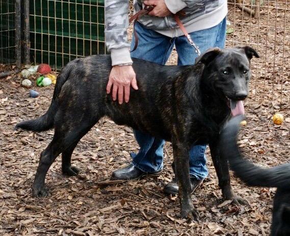 Enlarge Sargeant, a Adoptable mixed breed in Gilmer, TX image 3/6