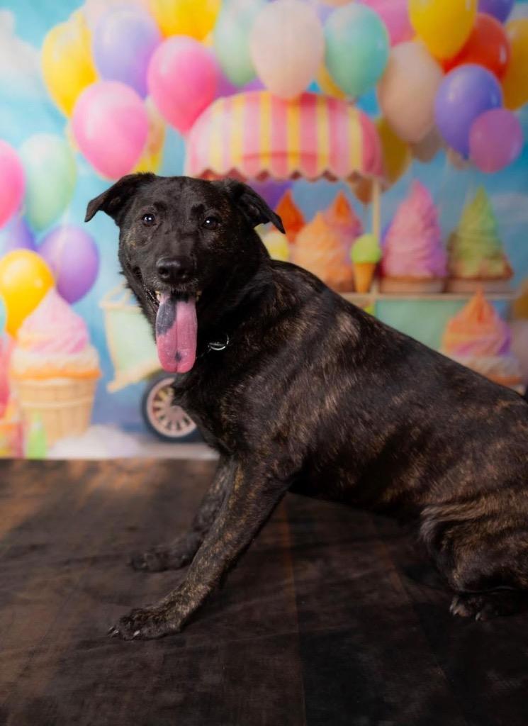 Enlarge Sargeant, a Adoptable mixed breed in Gilmer, TX image 4/6