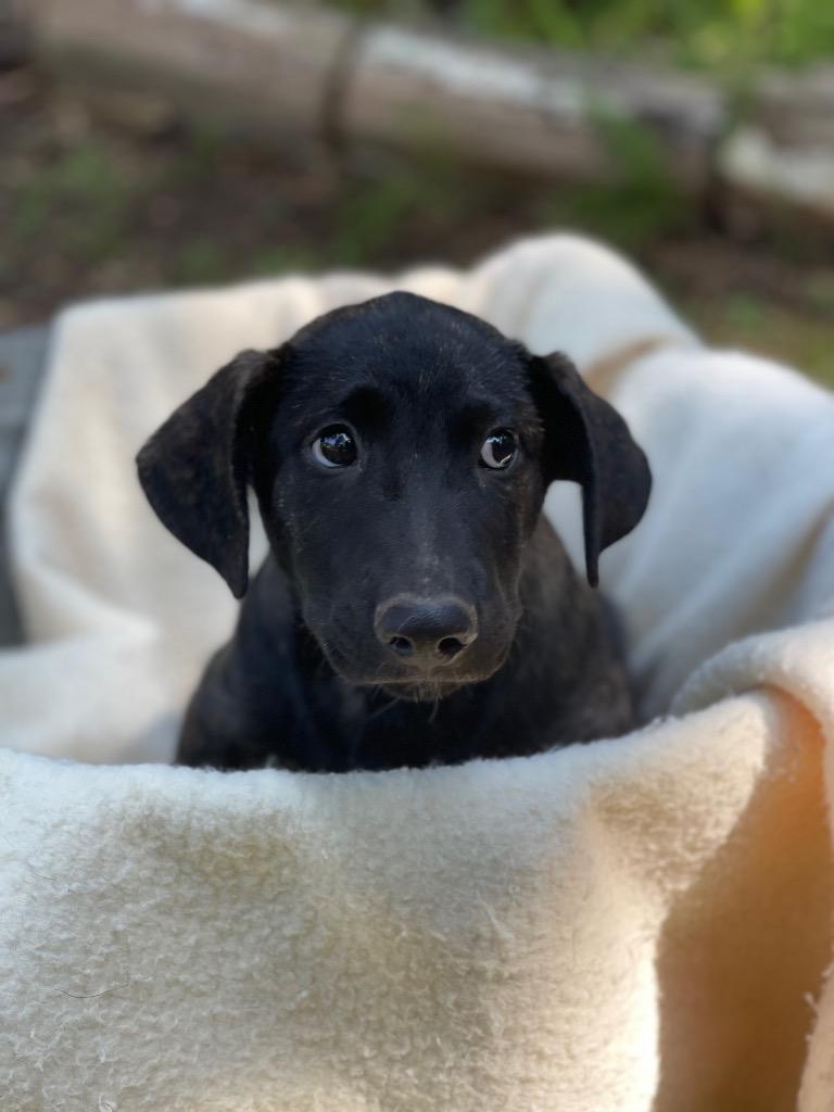 Enlarge Sargeant, a Adoptable mixed breed in Gilmer, TX image 5/6