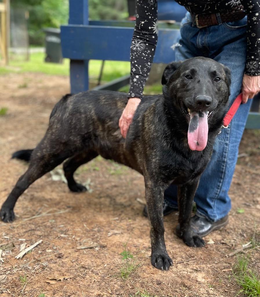 Enlarge Sargeant, a Adoptable mixed breed in Gilmer, TX image 6/6
