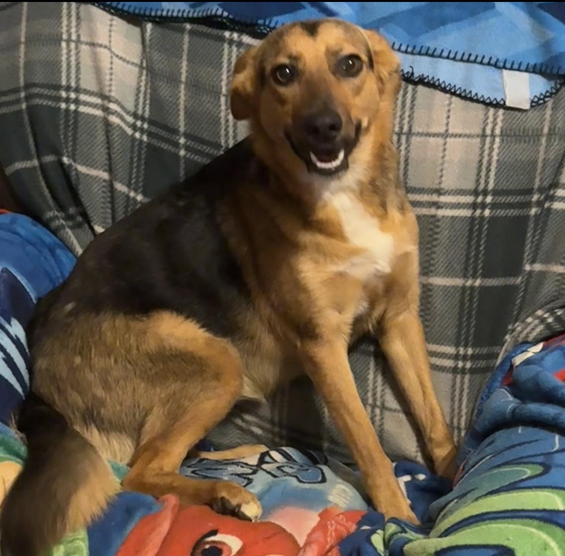 Stella-Adopted!, Adopted, Adult Female Shepherd.