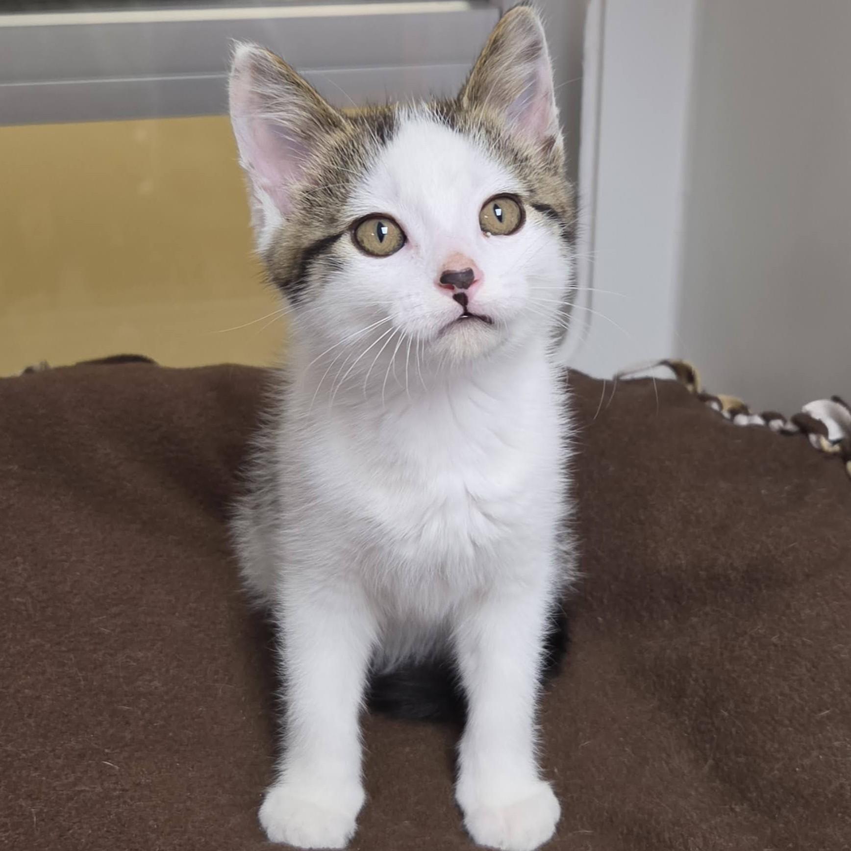 Enlarge Bacon King, an adopted Domestic Short Hair in Marshfield, WI image 4/5