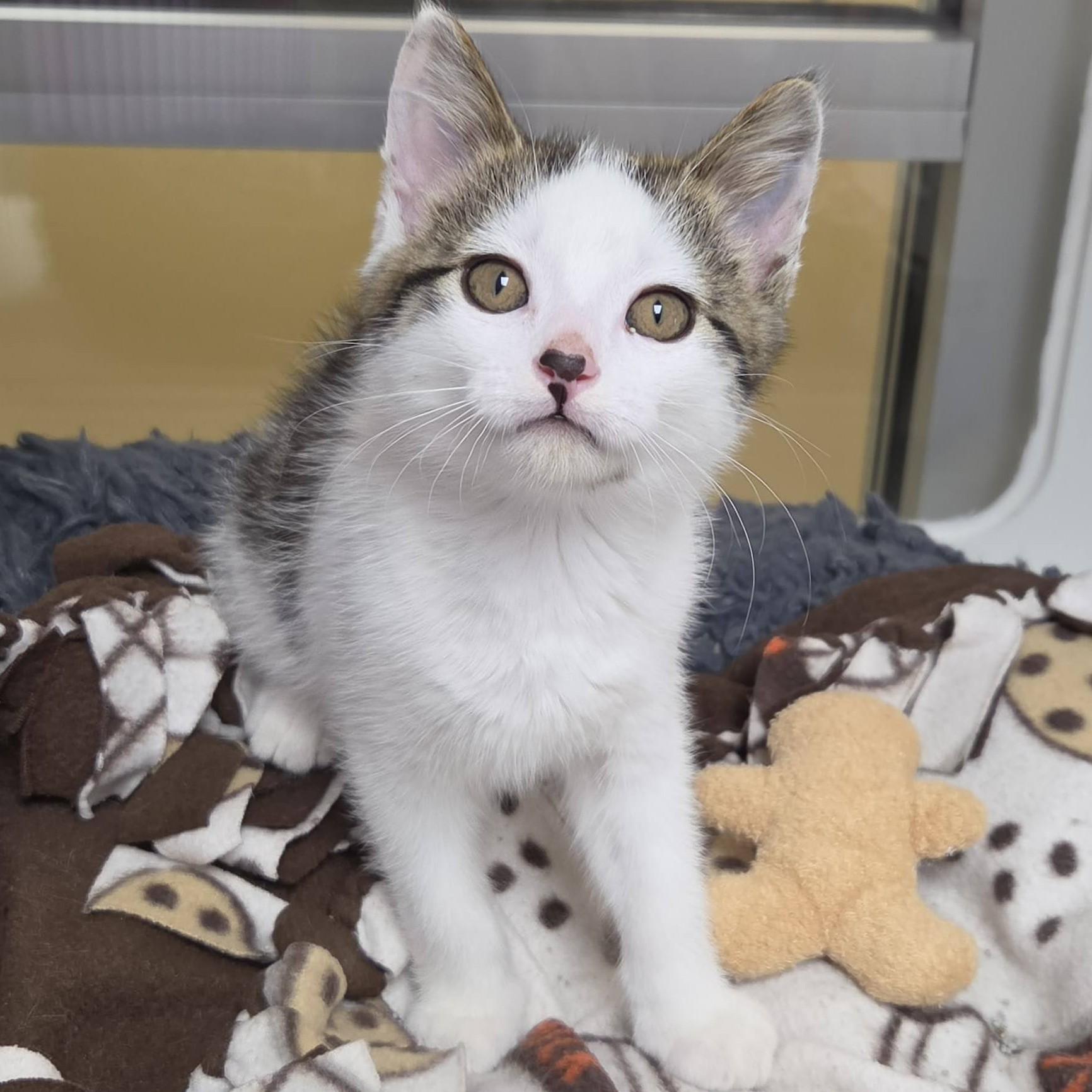 Enlarge Bacon King, an adopted Domestic Short Hair in Marshfield, WI image 1/5