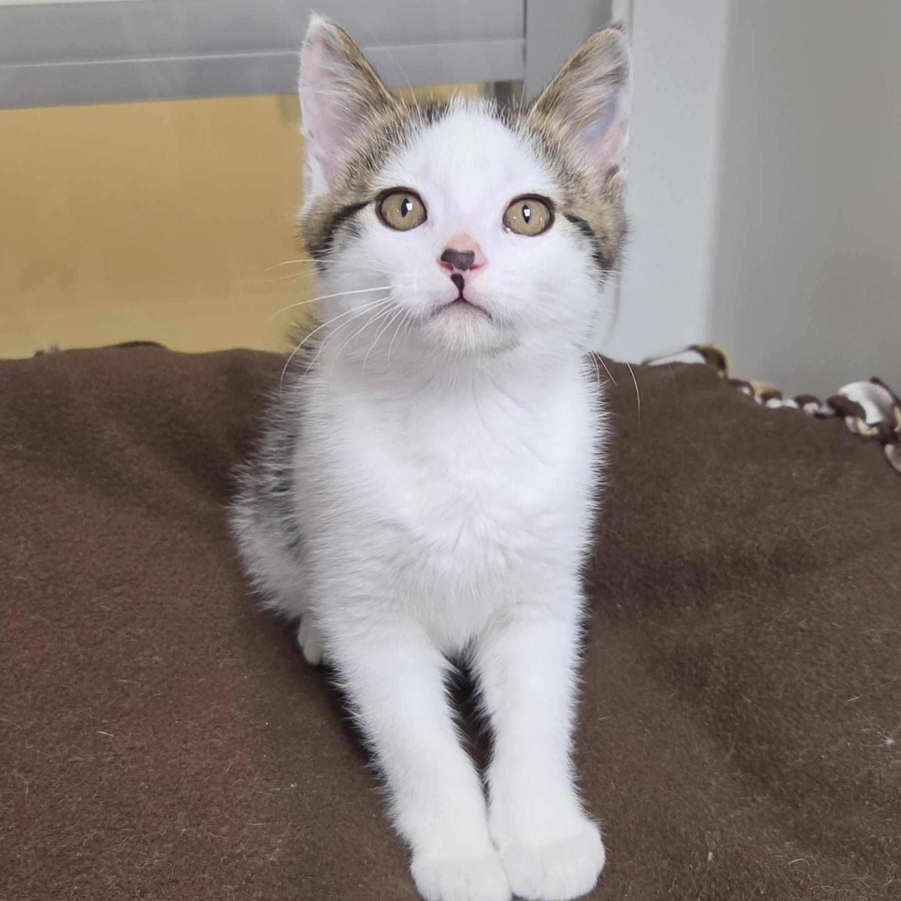 Enlarge Bacon King, an adopted Domestic Short Hair in Marshfield, WI image 3/5