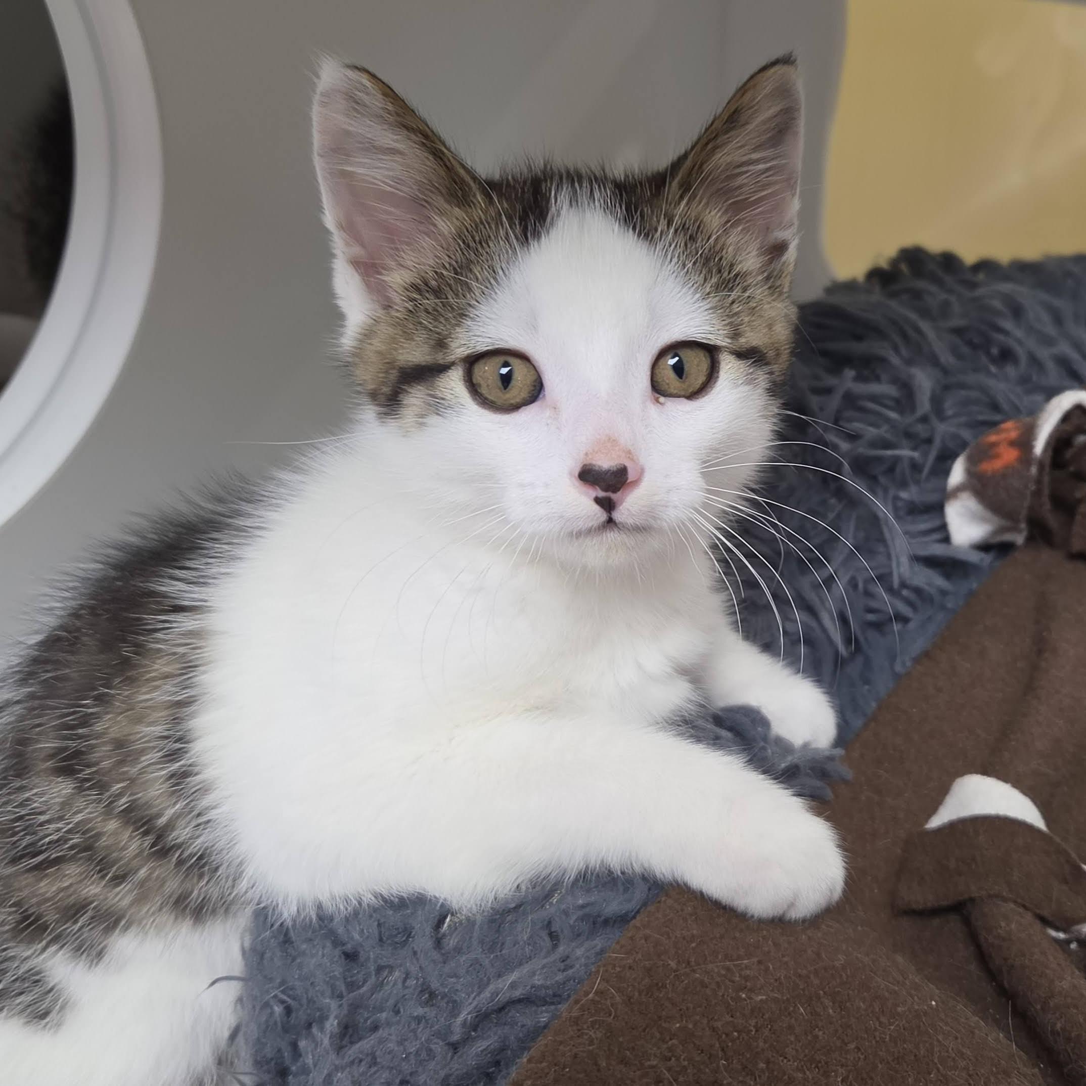 Enlarge Bacon King, an adopted Domestic Short Hair in Marshfield, WI image 2/5