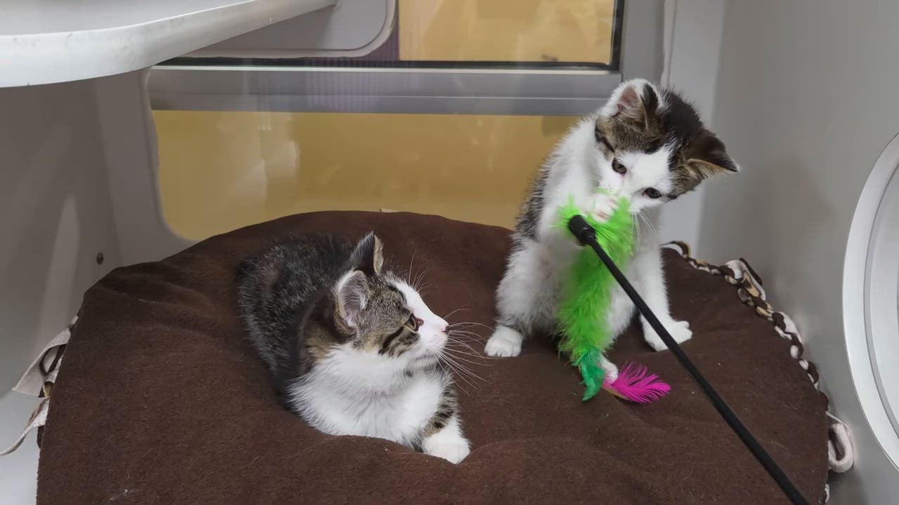 Enlarge Bacon King, an adopted Domestic Short Hair in Marshfield, WI video 5/5