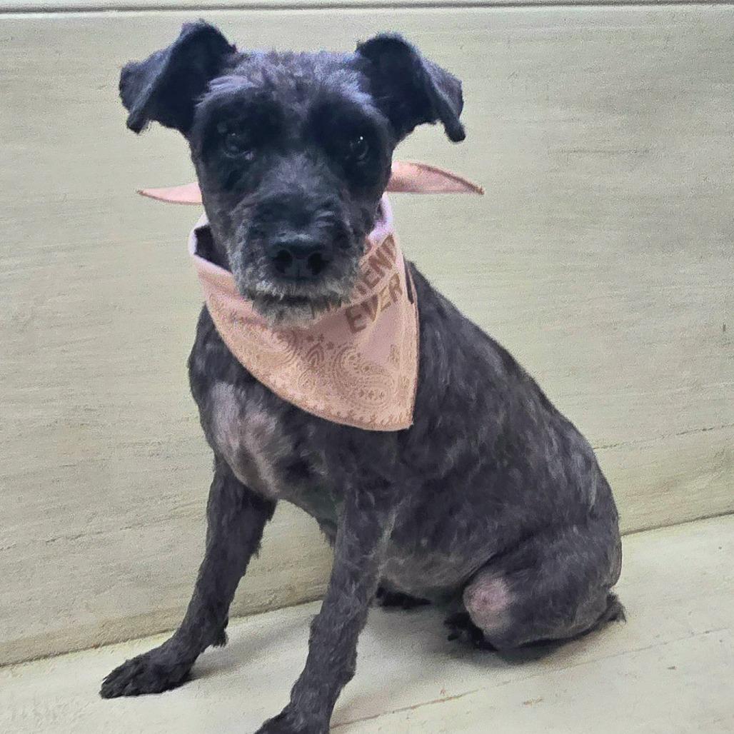 Enlarge Ila Mae, a Adoptable mixed breed in Bessemer, AL image 1/6