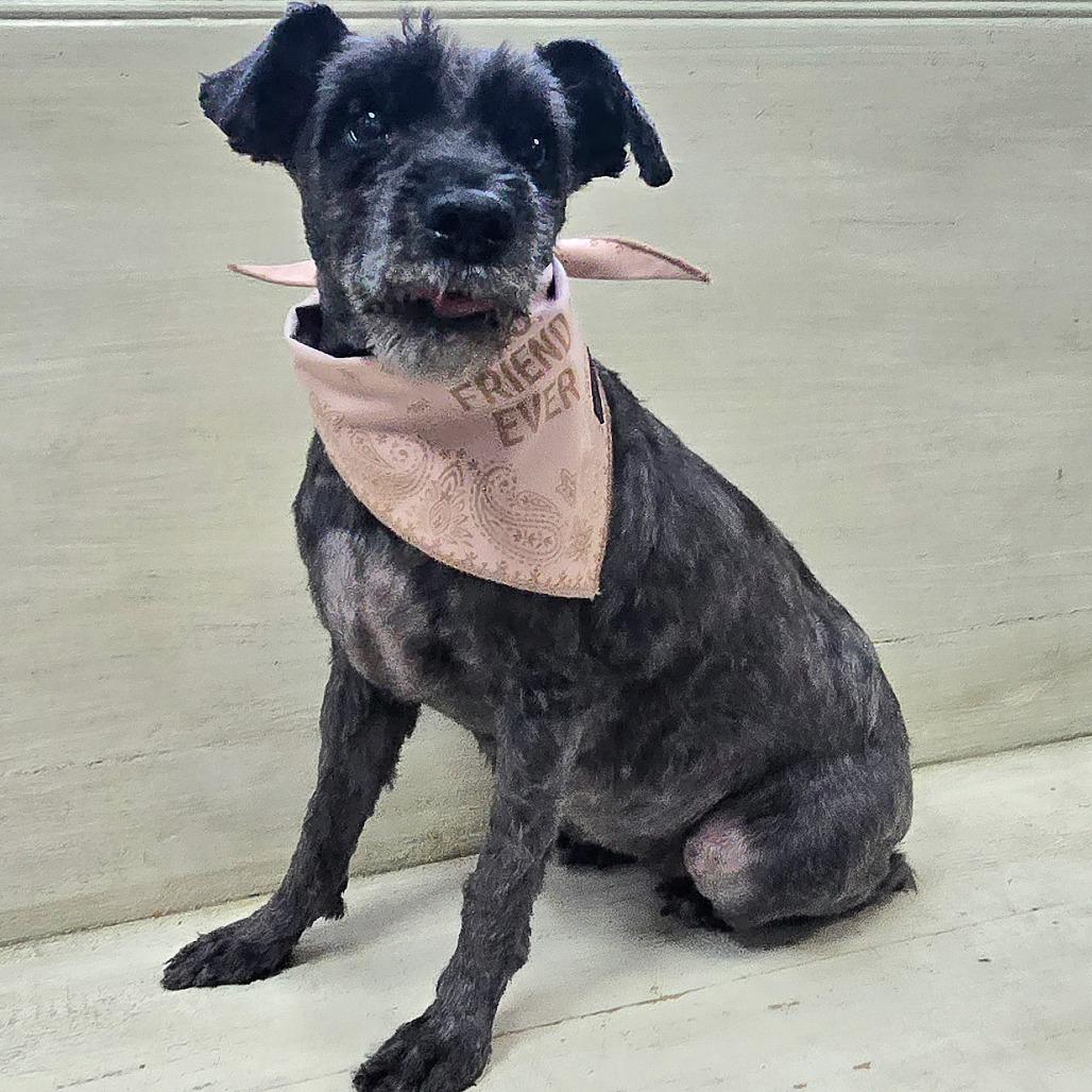 Enlarge Ila Mae, a Adoptable mixed breed in Bessemer, AL image 2/6