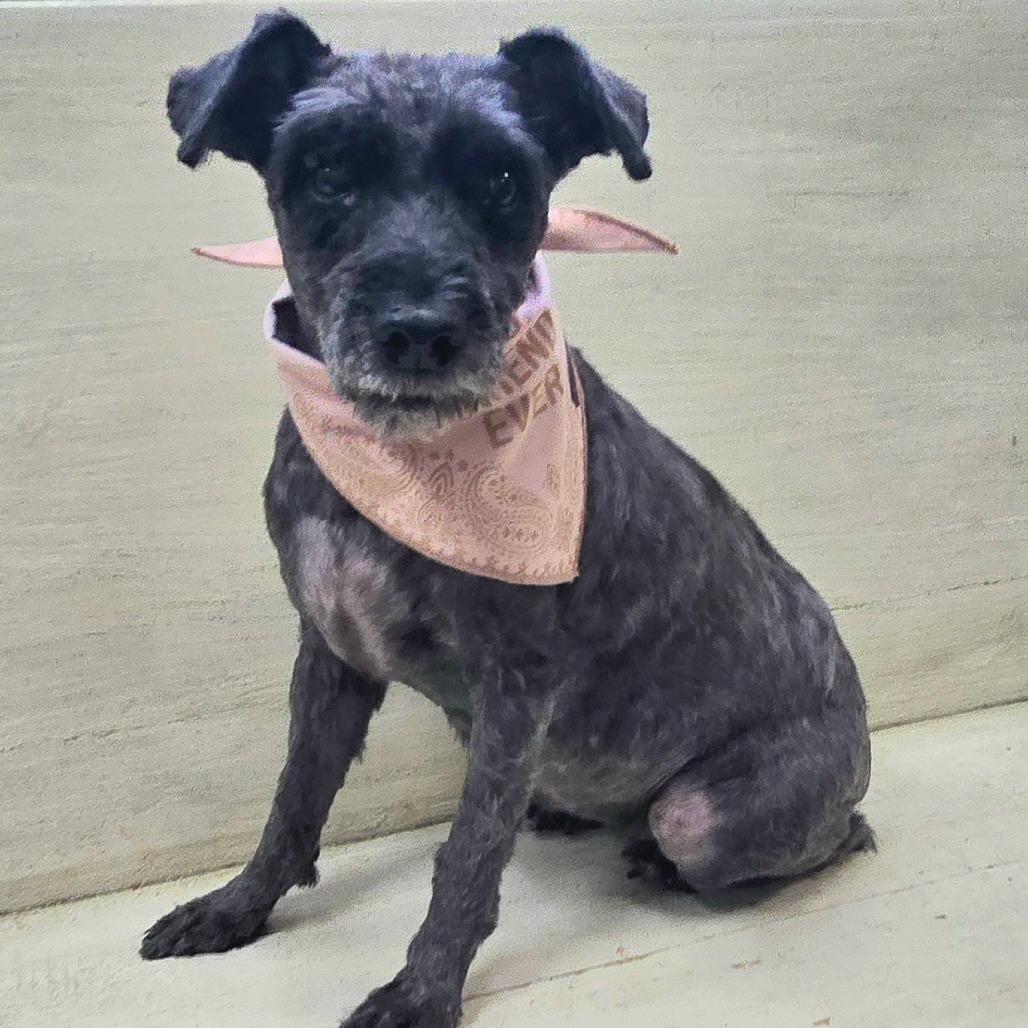 Enlarge Ila Mae, a Adoptable mixed breed in Bessemer, AL image 3/6