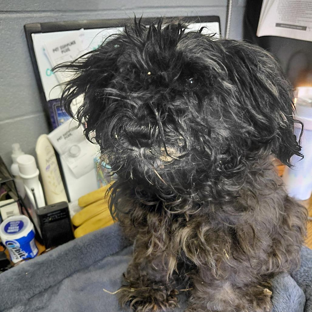 Enlarge Ila Mae, a Adoptable mixed breed in Bessemer, AL image 4/6