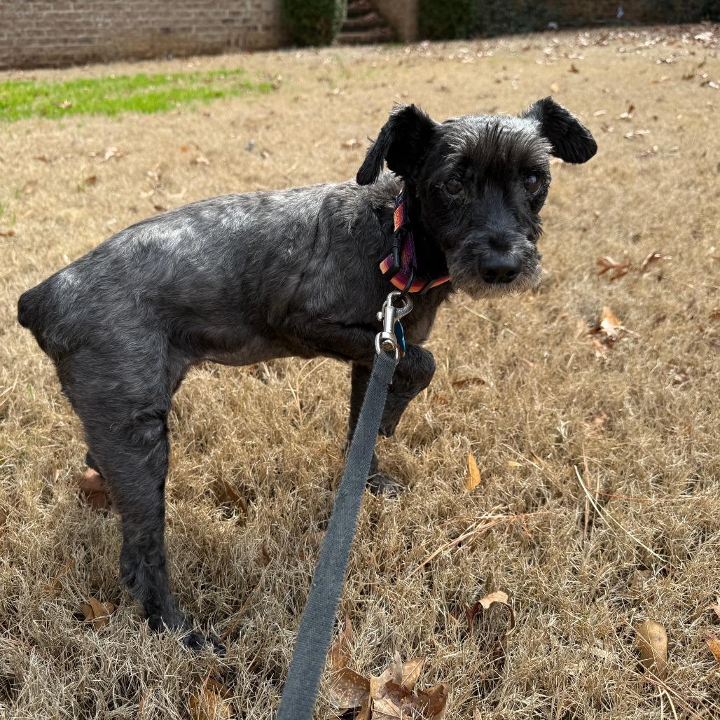 Enlarge Ila Mae, a Adoptable mixed breed in Bessemer, AL image 5/6