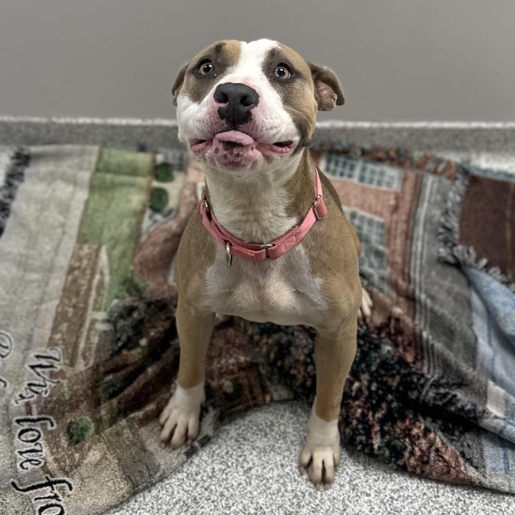 Soy, Adoptable, Adult Female Mixed Breed.