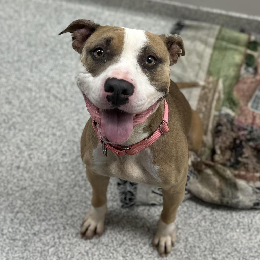 Enlarge Soy, a Adoptable Mixed Breed in Greenville, PA image 2/6