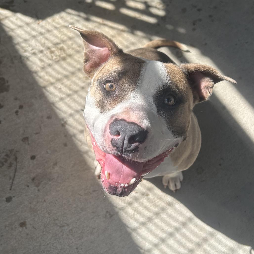 Enlarge Soy, a Adoptable Mixed Breed in Greenville, PA image 4/6