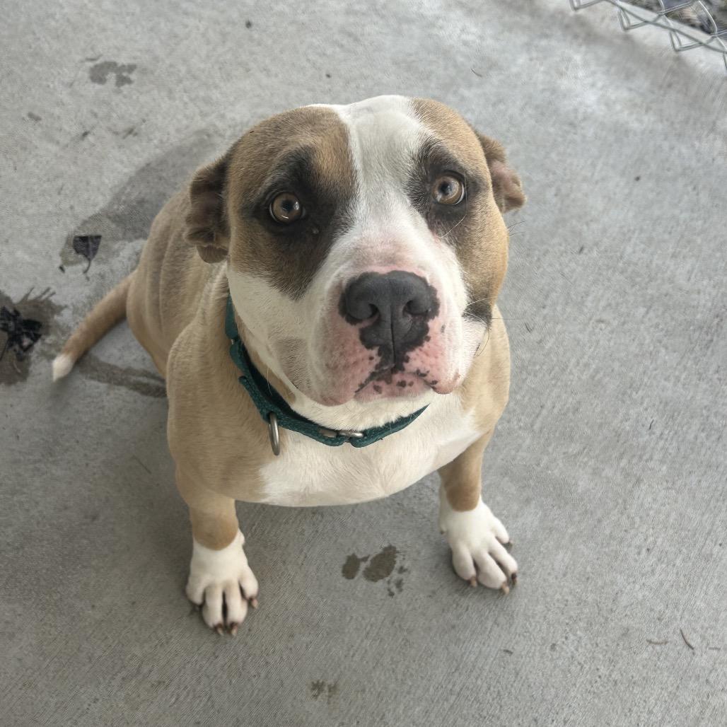 Soy, a Adoptable Mixed Breed in Greenville, PA image 5/6