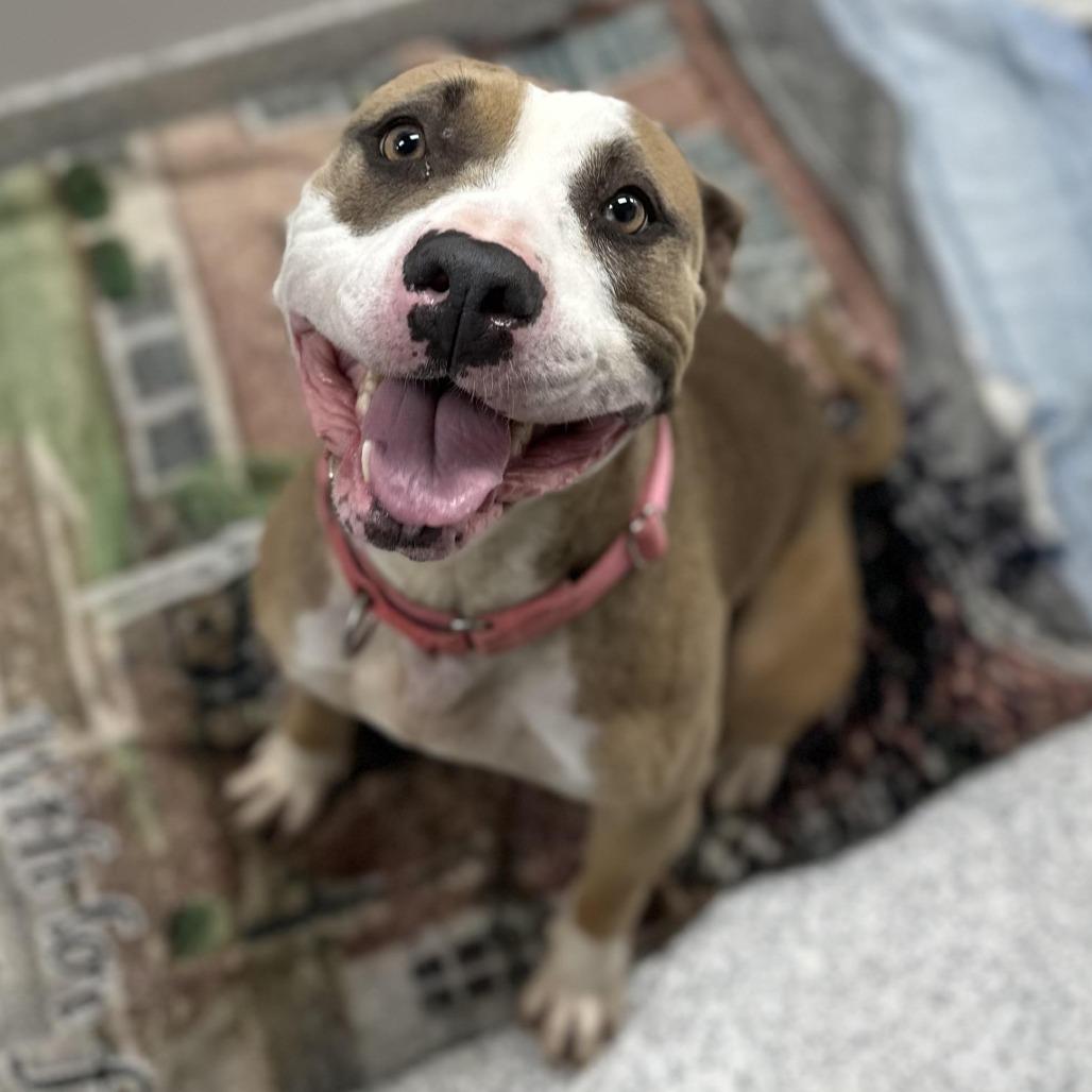 Enlarge Soy, a Adoptable Mixed Breed in Greenville, PA image 5/6