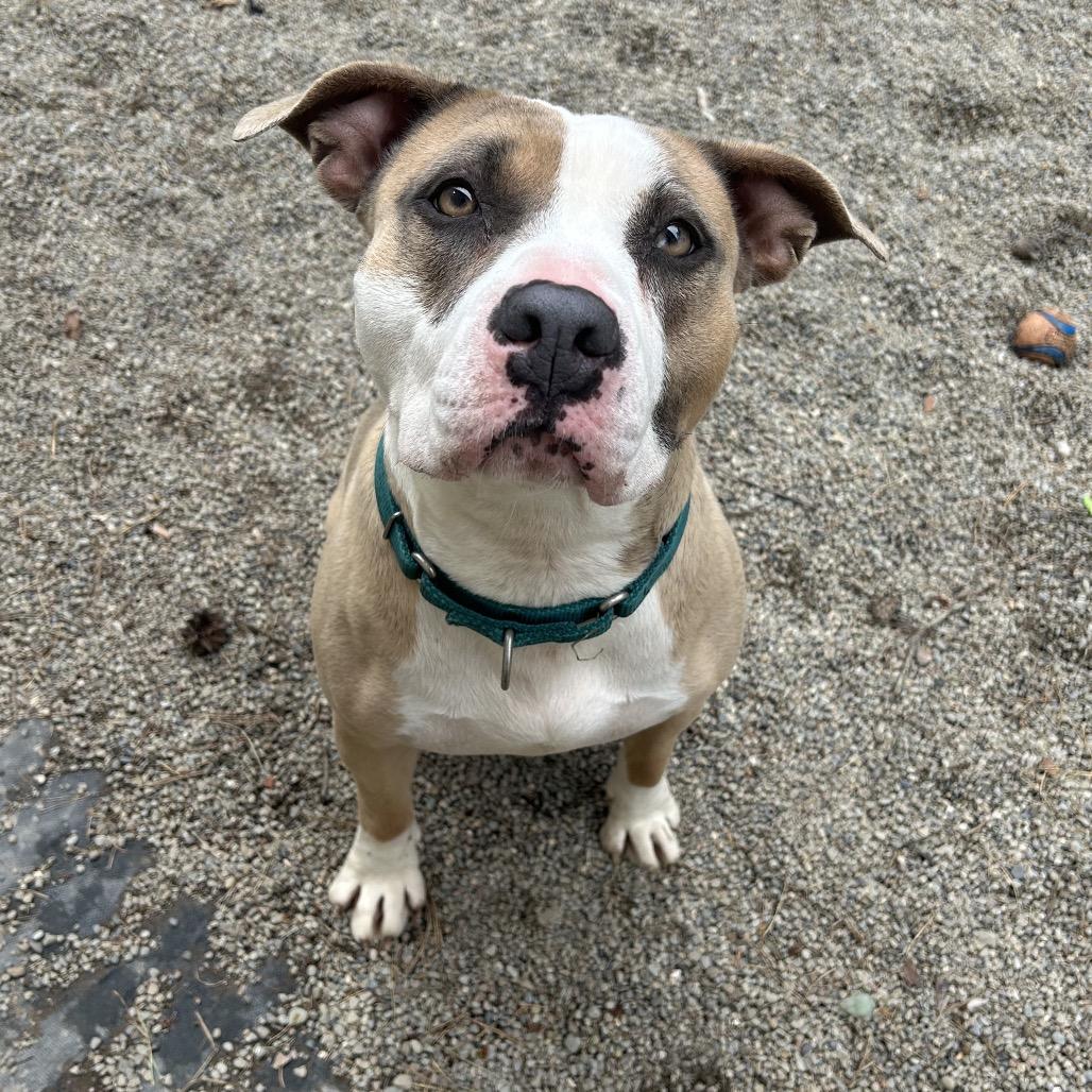 Enlarge Soy, a Adoptable Mixed Breed in Greenville, PA image 6/6