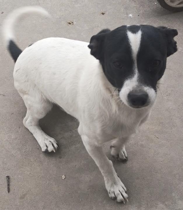 So-Low, ADOPTABLE, Young Male Jack Russell Terrier.
