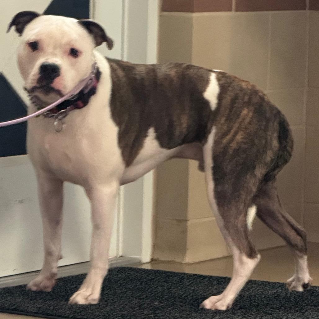 Jaxson, a Adoptable mixed breed in Winston-Salem, NC image 2/4
