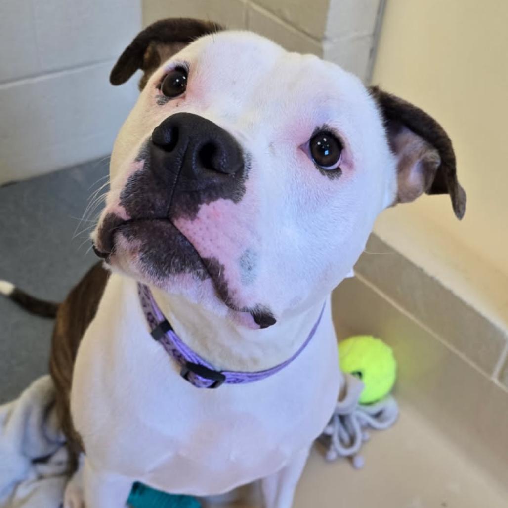 Jaxson, a Adoptable mixed breed in Winston-Salem, NC image 3/4