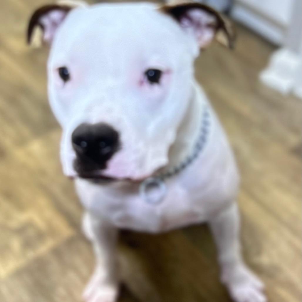 Jaxson, a Adoptable mixed breed in Winston-Salem, NC image 4/4